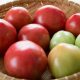 酸味が強いトマトを逆流性食道炎の人が食べても大丈夫ですか？
